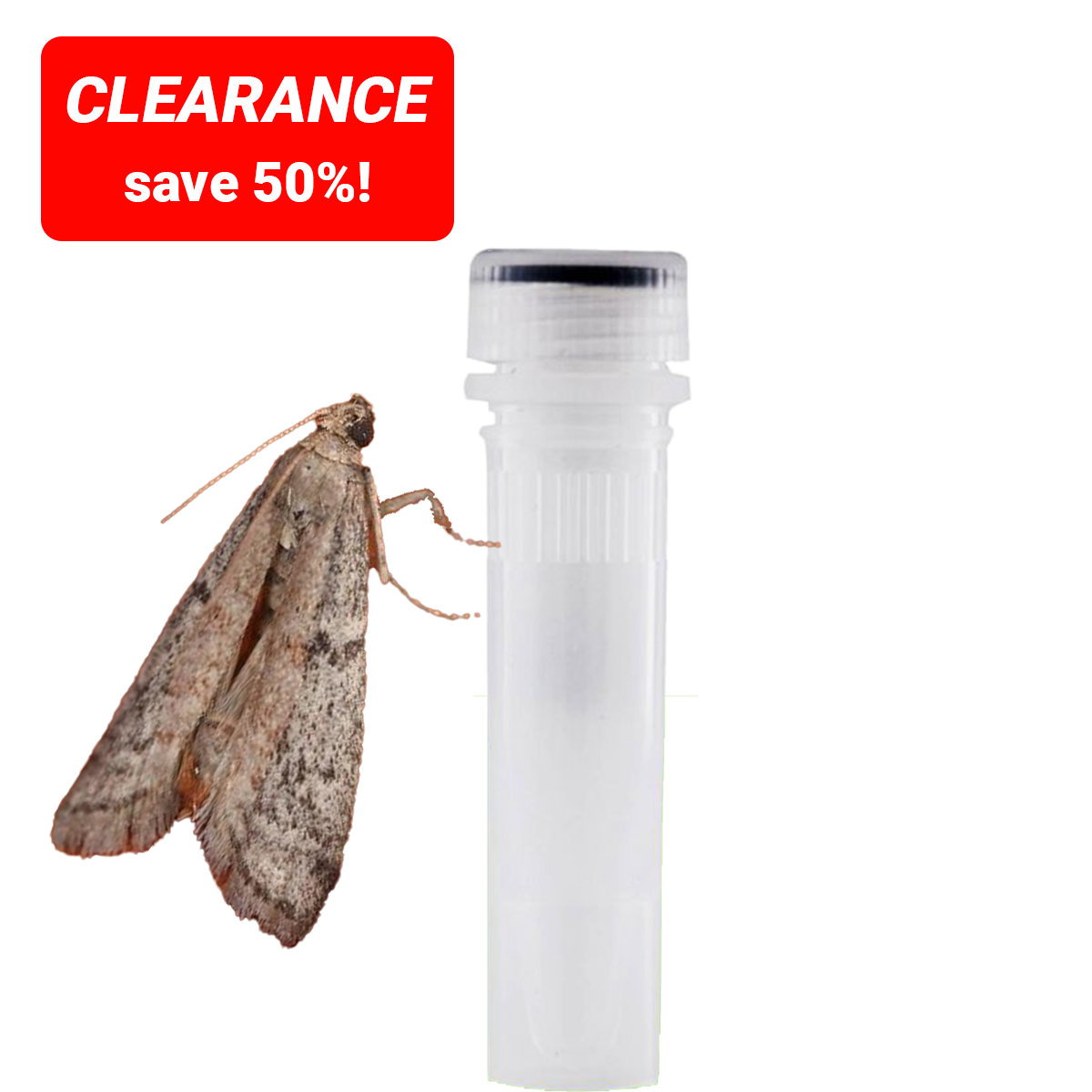 Moth Lure 6 Week (Ephestia elutella) Tobacco Warehouse Cacao Moth